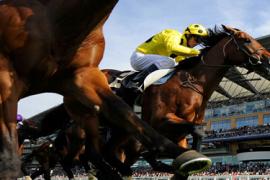 Скачки  термины на английском языке