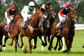 Скаковые лошади