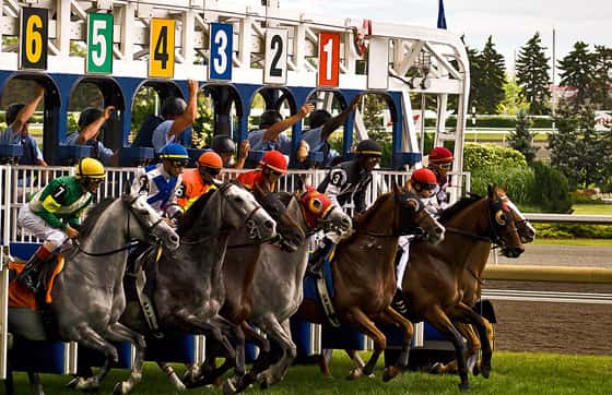 Короли и скачки!