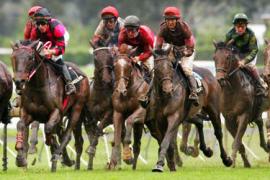 Выявление победителей из 25 лошадей