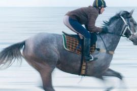 Скачки конкур и любительская верховая езда