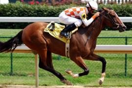 Виды лошадиных скачек