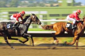 Гладкие скачки Flat Racing