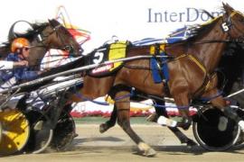 Скачки в упряжке Harness Racing