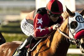 Стратегия ставок на скачки True Money