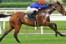 Стратегия ставок Красивый скакун