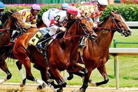 Что такое лошадиные скачки