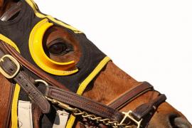 Виды лошадиных скачек