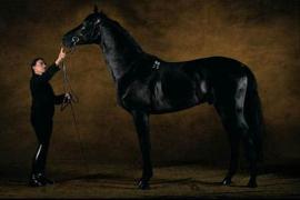 Чистокровная английская верховая порода