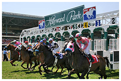 Ставки на лошадиные скачки