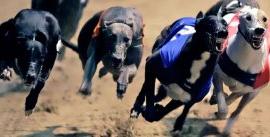 как делать ставки на собачьи бега
