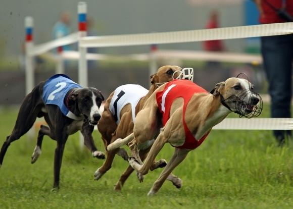 Как победить на ставках в собачьих бегах сделай ставку в реал