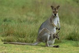 Кенгуру в спорте