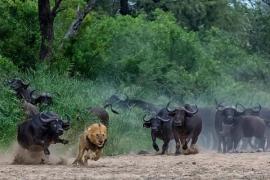 обработка в ставках на спорт